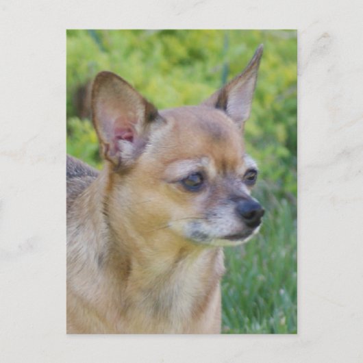 Chihuahua Briefkaart (Voorkant)