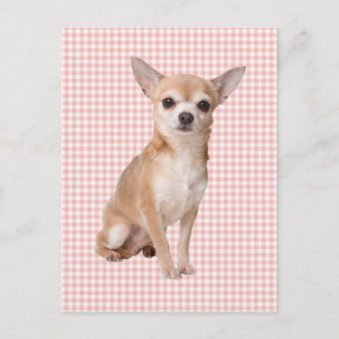 Chihuahua Briefkaart