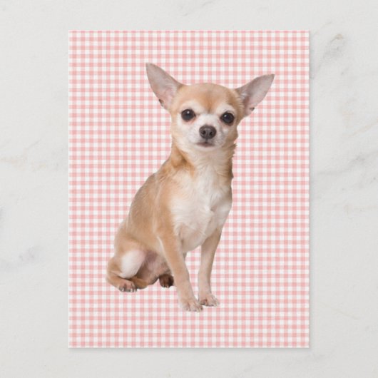 Chihuahua Briefkaart (Voorkant)