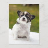 Chihuahua Briefkaart (Voorkant)