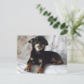 chihuahua Briefkaart (Staand voorkant)
