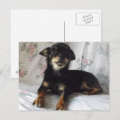 chihuahua Briefkaart (Voorkant / Achterkant)