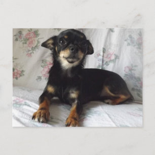 chihuahua Briefkaart