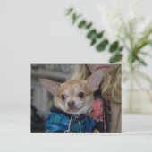Chihuahua Briefkaart (Staand voorkant)
