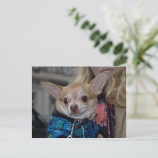 Chihuahua Briefkaart (Staand voorkant)