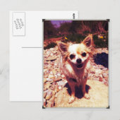 Chihuahua Briefkaart (Voorkant / Achterkant)