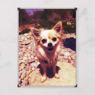 Chihuahua Briefkaart