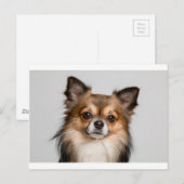 chihuahua briefkaart (Voorkant / Achterkant)