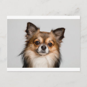chihuahua briefkaart