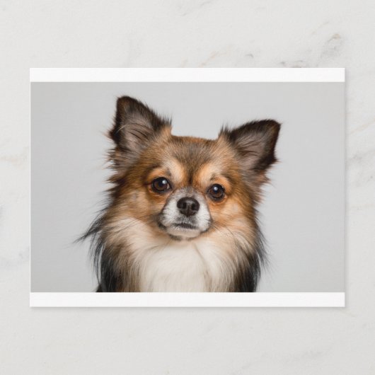 chihuahua briefkaart (Voorkant)