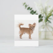 Chihuahua Briefkaart (Staand voorkant)