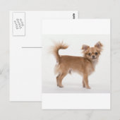 Chihuahua Briefkaart (Voorkant / Achterkant)