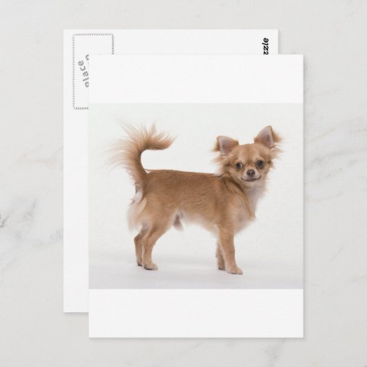 Chihuahua Briefkaart (Voorkant / Achterkant)