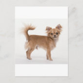Chihuahua Briefkaart (Voorkant)
