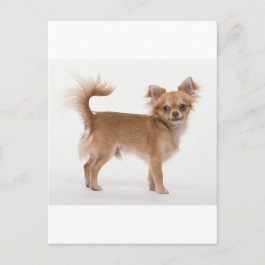 Chihuahua Briefkaart (Voorkant)