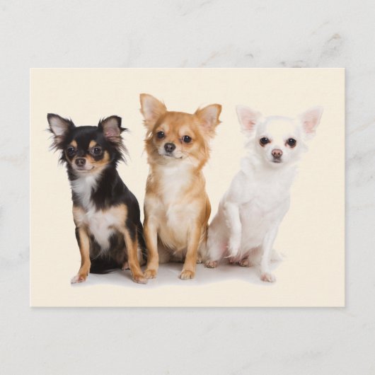 CHIHUAHUA BRIEFKAART (Voorkant)