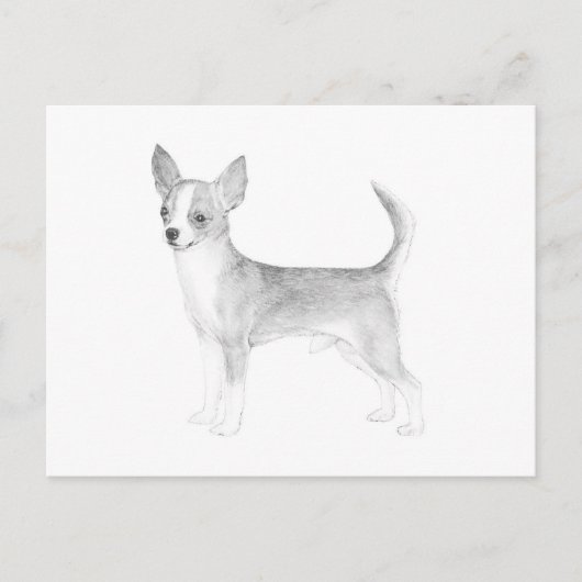 Chihuahua Briefkaart (Voorkant)
