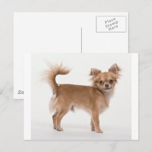 Chihuahua Briefkaart (Voorkant / Achterkant)