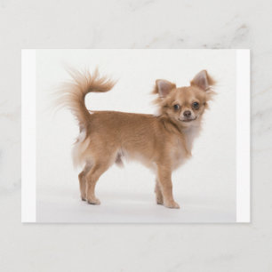 Chihuahua Briefkaart
