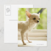 Chihuahua Briefkaart (Voorkant / Achterkant)
