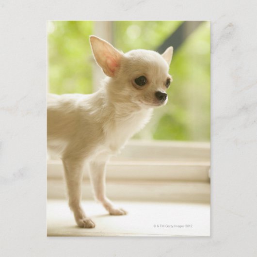 Chihuahua Briefkaart (Voorkant)