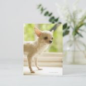 Chihuahua Briefkaart (Staand voorkant)