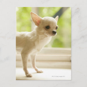 Chihuahua Briefkaart