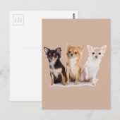 CHIHUAHUA BRIEFKAART (Voorkant / Achterkant)