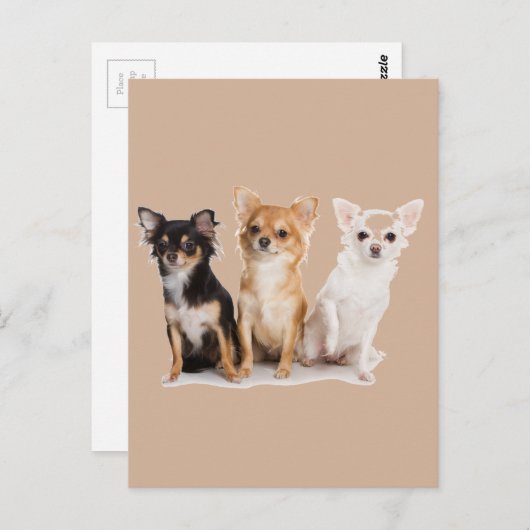 CHIHUAHUA BRIEFKAART (Voorkant / Achterkant)