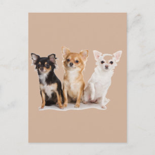 CHIHUAHUA BRIEFKAART