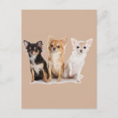 CHIHUAHUA BRIEFKAART (Voorkant)