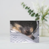 Chihuahua Briefkaart (Staand voorkant)