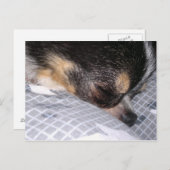 Chihuahua Briefkaart (Voorkant / Achterkant)
