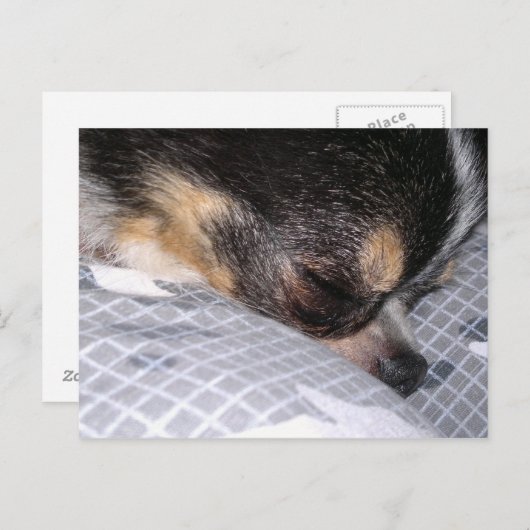 Chihuahua Briefkaart (Voorkant / Achterkant)