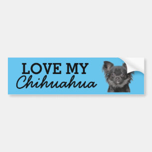 Chihuahua bumper sticker