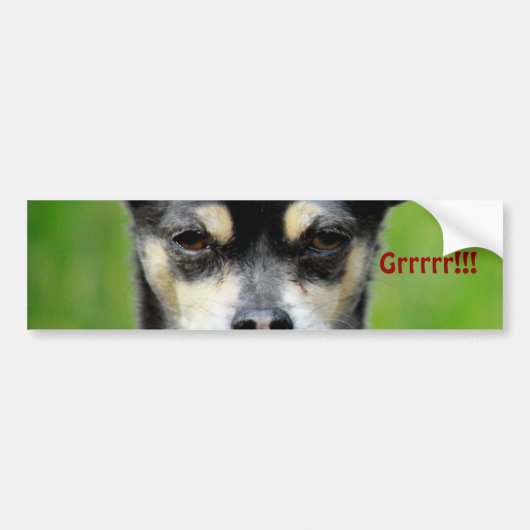 Chihuahua! Bumpersticker (Voorkant)