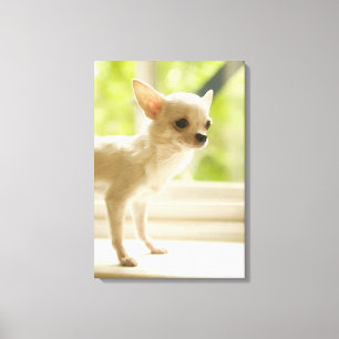 Chihuahua Canvas Afdruk