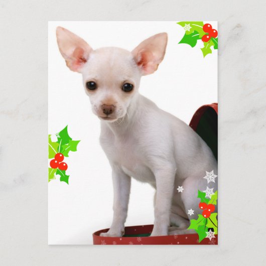 Chihuahua Christmas Briefkaart (Voorkant)