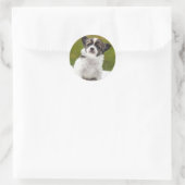 Chihuahua Cute Photo Ronde Sticker (Tas)