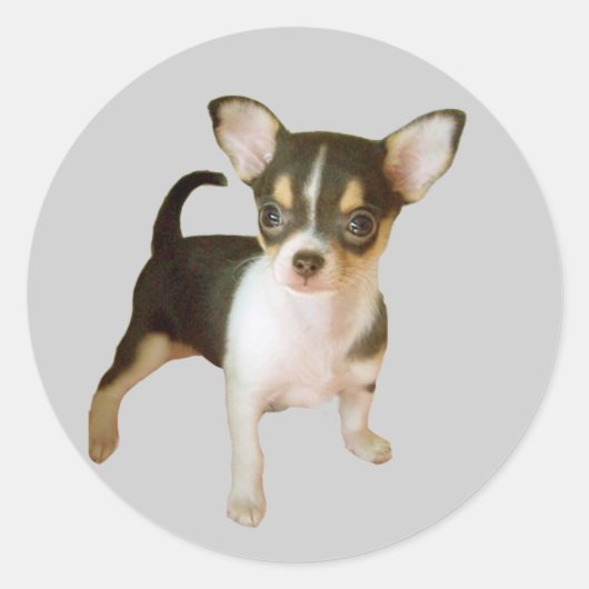 Chihuahua Cutie Sticker (Voorkant)