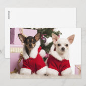 Chihuahua die een kerstpak draagt feestdagenkaart (Voorkant / Achterkant)