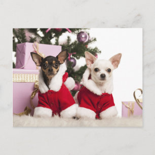 Chihuahua die een kerstpak draagt feestdagenkaart