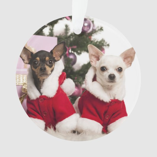 Chihuahua die een kerstpak draagt ornament (voorkant)