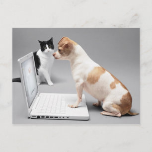 Chihuahua die het scherm van een laptop bekijkt briefkaart