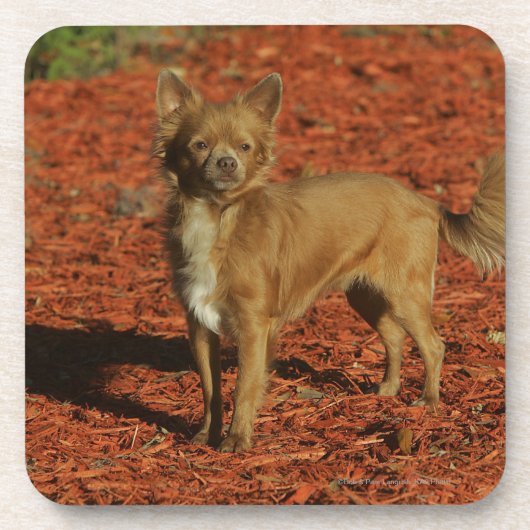 Chihuahua die naar camera kijkt bier onderzetter (Voorkant)