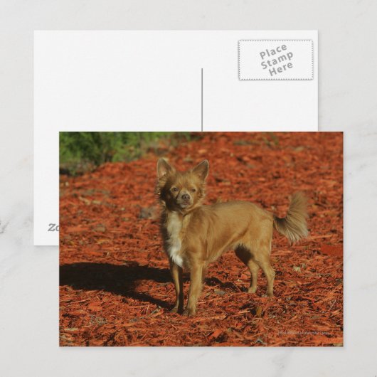 Chihuahua die naar camera kijkt briefkaart (Voorkant / Achterkant)