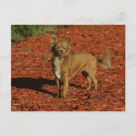 Chihuahua die naar camera kijkt briefkaart (Voorkant)