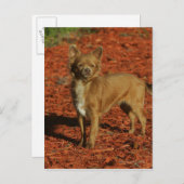 Chihuahua die naar camera kijkt briefkaart (Voorkant / Achterkant)