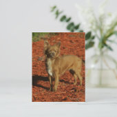 Chihuahua die naar camera kijkt briefkaart (Staand voorkant)