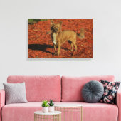 Chihuahua die naar camera kijkt canvas afdruk (Insitu (Woonkamer))